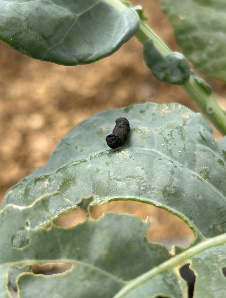 食害部の付近にあったヨトウムシ老齢幼虫のフン