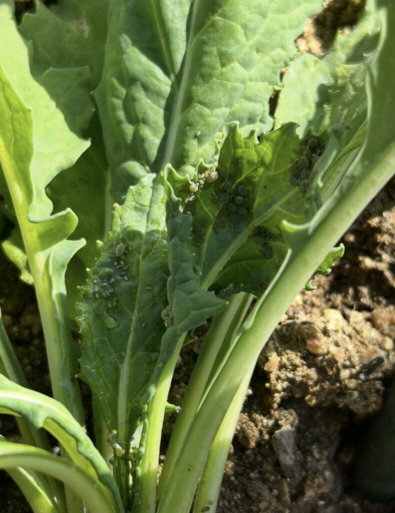 カブの葉についた大量のアブラムシ